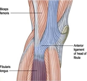 bicep femoris to fibularis longus diagram