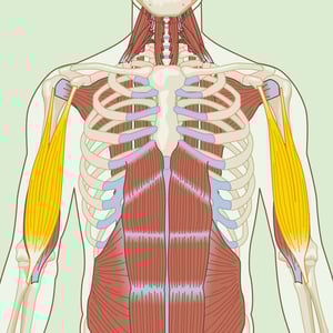 Biceps Brachii