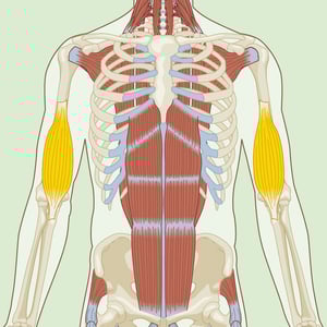 Brachialis