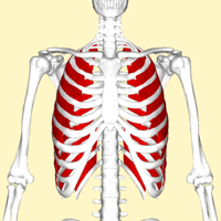 External_intercostal_muscles_frontal2