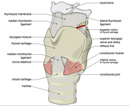 Larynx