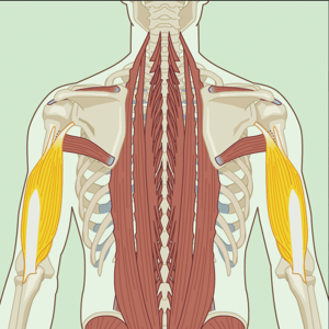 Triceps Brachii