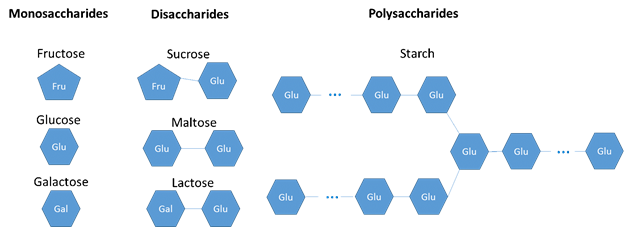 monosaccharides, disaccharides, and polysaccharides