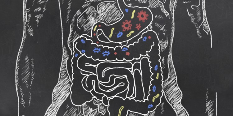 Drawn anatomy of the digestive system